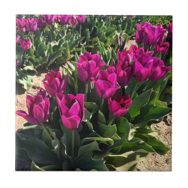 Schöne Tulips Fliese (Vorderseite)
