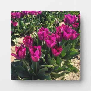 Schöne Tulips Fotoplatte