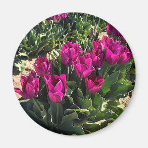 Schöne Tulips Magnet