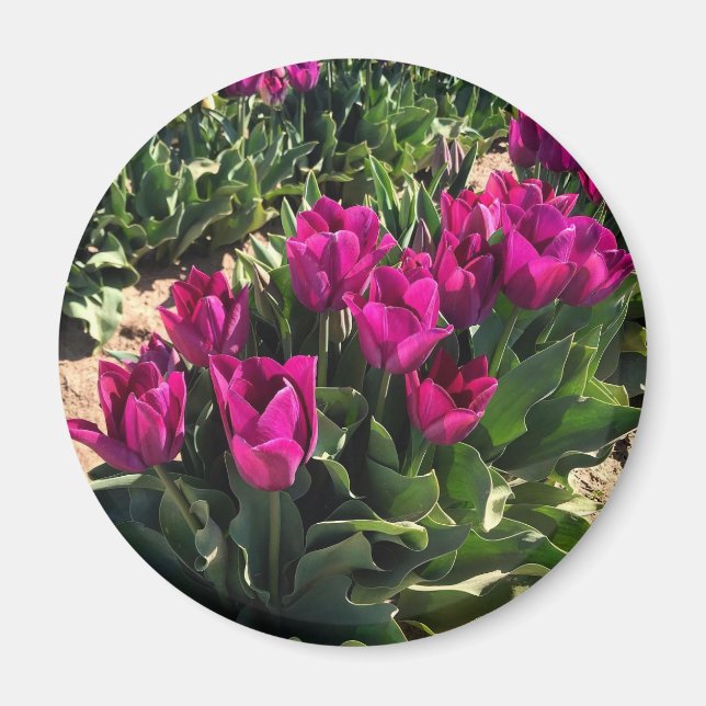 Schöne Tulips Magnet (Vorne)