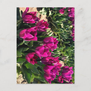 Schöne Tulips Postkarte