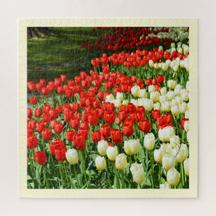 Schöne Tulpen