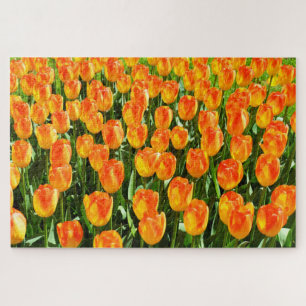 Schöne Tulpen