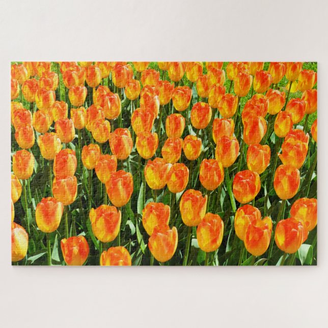 Schöne Tulpen (Horizontal)