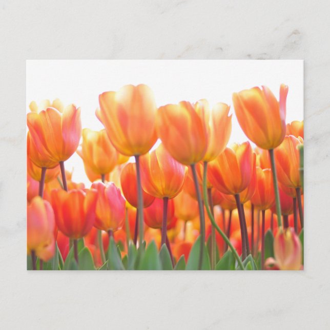 Schöne Tulpen Postkarte (Vorderseite)