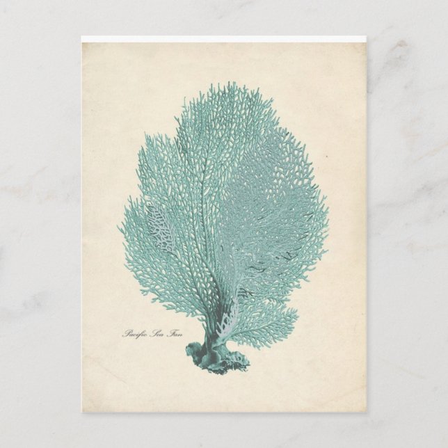 Schöne Türkis/Aqua-Pazifik-Fan Postkarte (Vorderseite)