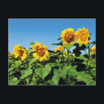 Schöne ukrainische Sonnenblumen Postkarte<br><div class="desc">Sonnenblume Postkarte für Postübergänge</div>