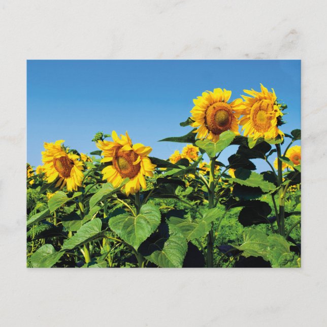 Schöne ukrainische Sonnenblumen Postkarte (Vorderseite)
