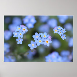 Schöne Vergessen-ich-nicht-Blume Poster