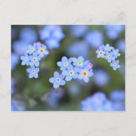 Schöne Vergessen-ich-nicht-Blume Postkarte