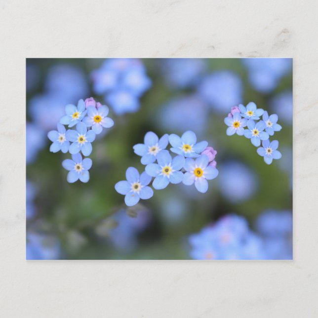 Schöne Vergessen-ich-nicht-Blume Postkarte (Vorderseite)