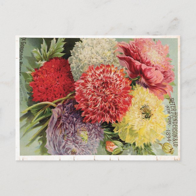 Schöne Vintage Blume (1894) Postkarte (Vorderseite)