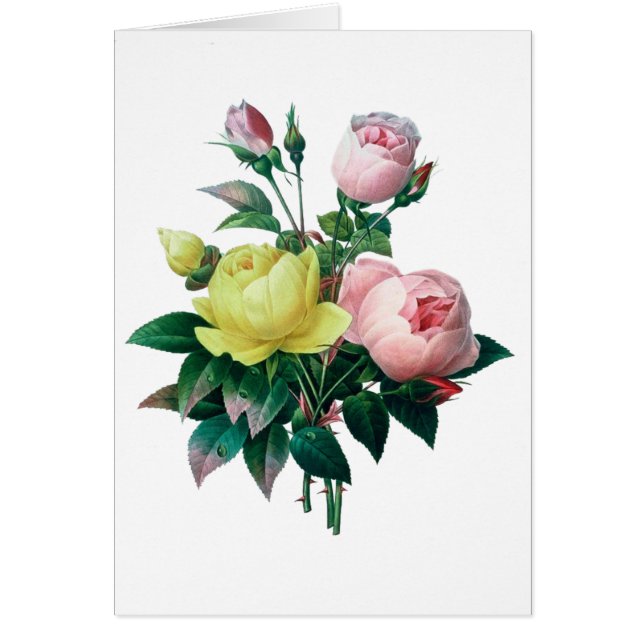 schöne Vintage botanische Abbildung, Rose (Vorne)