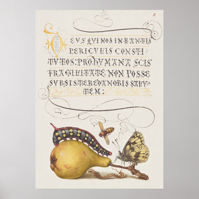 Schöne Vintage botanische Illustration Poster (Vorne)