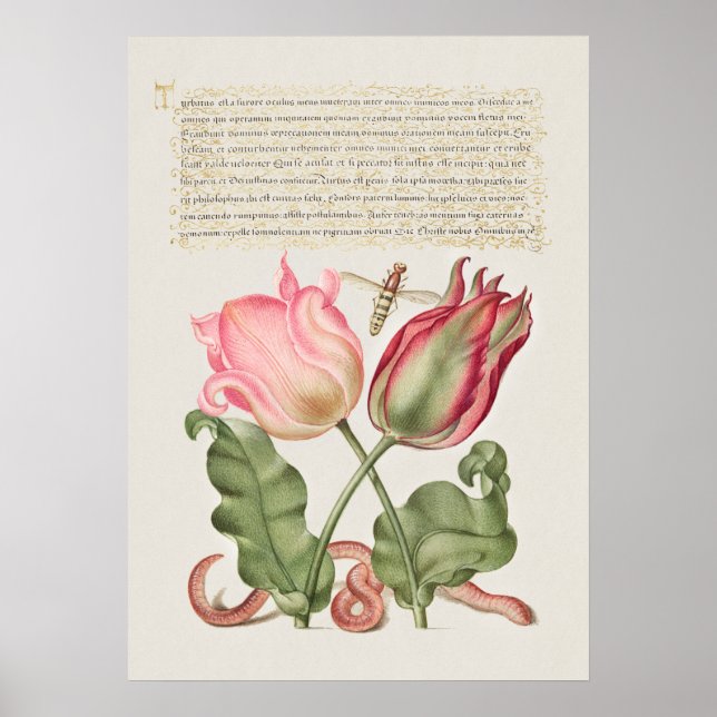 Schöne Vintage botanische Illustration Poster (Vorne)