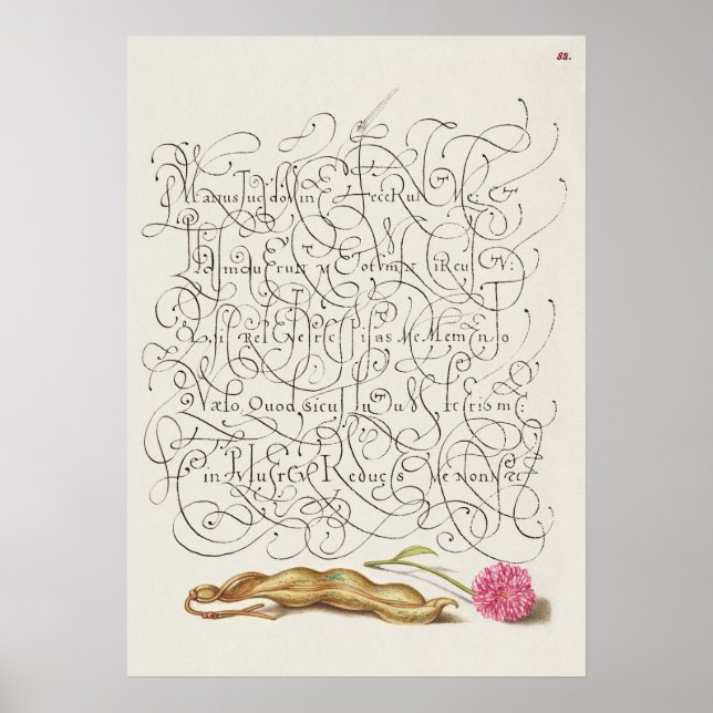 Schöne Vintage botanische Illustration Poster (Vorne)