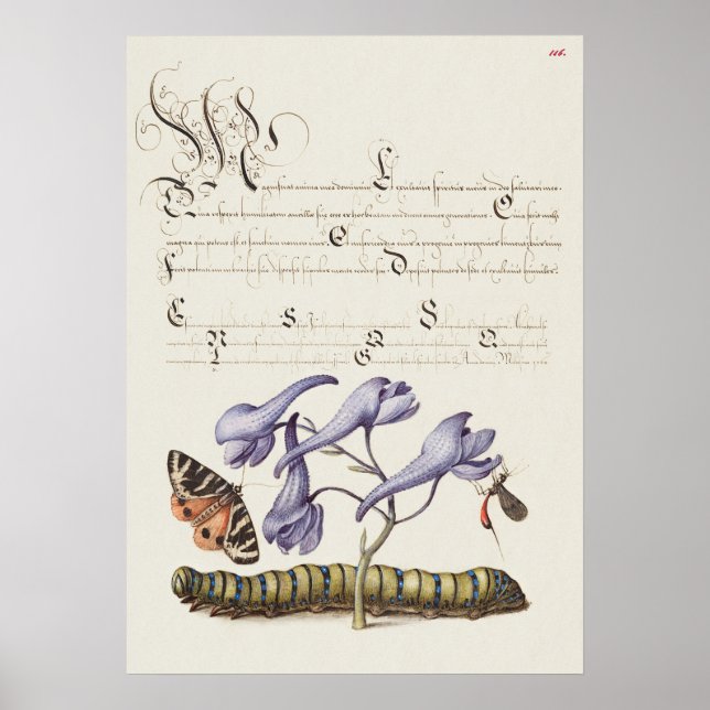 Schöne Vintage botanische Illustration Poster (Vorne)