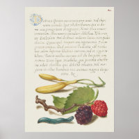 Schöne Vintage botanische Illustration