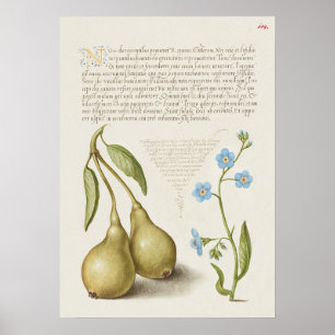 Schöne Vintage botanische Illustration Poster