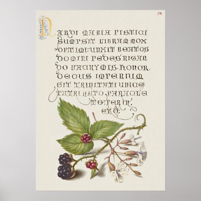 Schöne Vintage botanische Illustration Poster (Vorne)