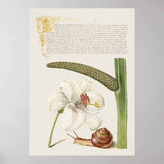 Schöne Vintage botanische Illustration Poster (Vorne)