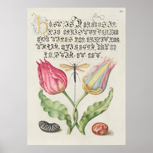 Schöne Vintage botanische Illustration Poster (Vorne)