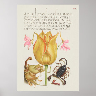 Schöne Vintage botanische Illustration Poster