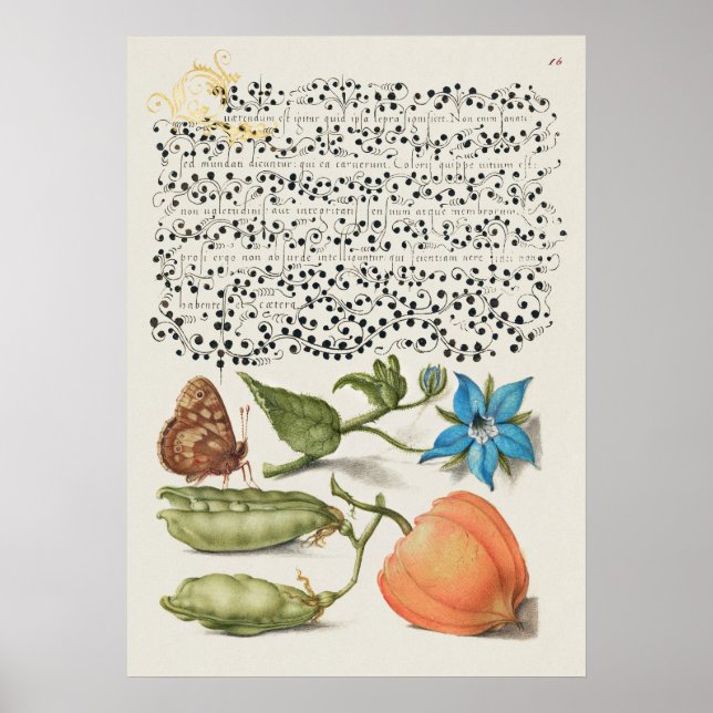Schöne Vintage botanische Illustration Poster (Vorne)