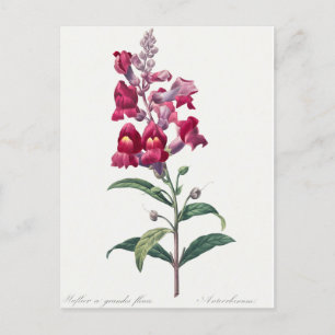 Schöne Vintage botanische Illustration Postkarte