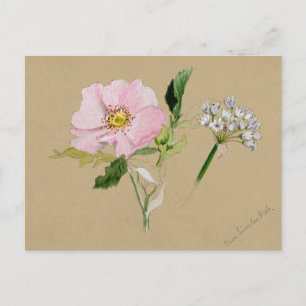 Schöne Vintage botanische Illustration Postkarte