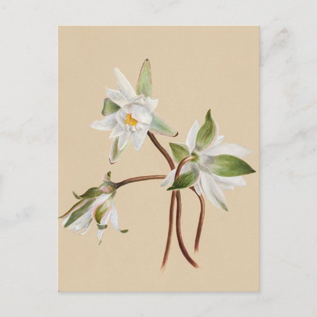 Schöne Vintage botanische Illustration Postkarte (Vorderseite)