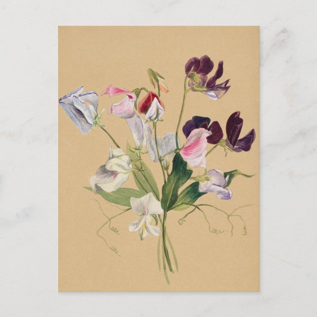 Schöne Vintage botanische Illustration Postkarte (Vorderseite)