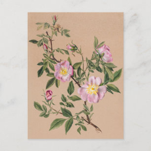 Schöne Vintage botanische Illustration Postkarte