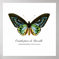 Schöne Vintage Butterfly Print