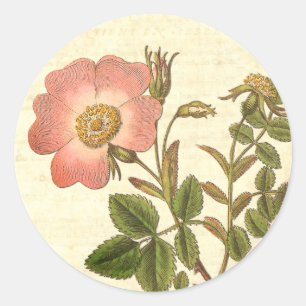 Schöne Vintage-Rosa Rose Antike Botanik Runder Aufkleber