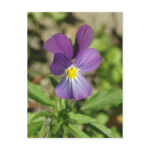 Schöne violette Blume Foto Postkarte