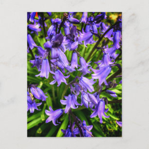 Schöne violette Blumen Postkarte