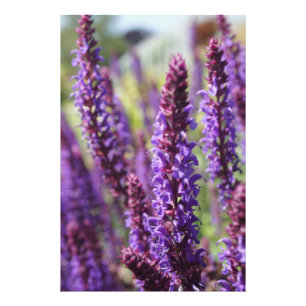 Schöne violette Lavendelblüte Fotodruck