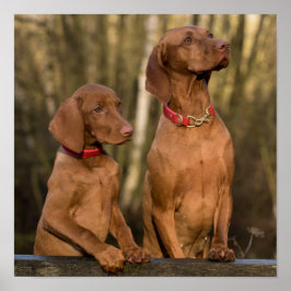 Schöne Vizsla Sporting Hunde Poster