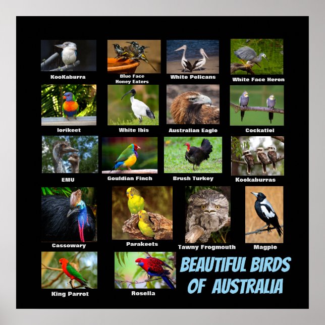 Schöne Vögel aus Australien Poster (Vorne)
