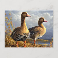 schöne Vogel Postkarten 29