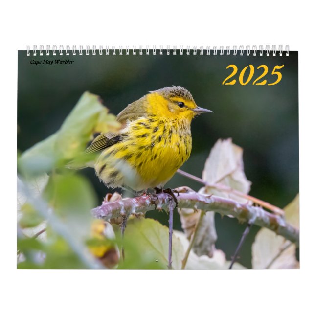 Schöne Vogelfotografie 2025 Kalender Bluebird (Titelbild)