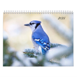 Schöne Vogelfotografie Wall Calendar Song Bird Kalender