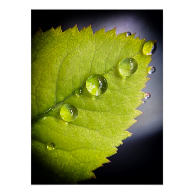 Schöne Wassertropfen nach Regen auf einem Blatt Poster (Vorderseite)