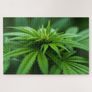 Schöne Weed
