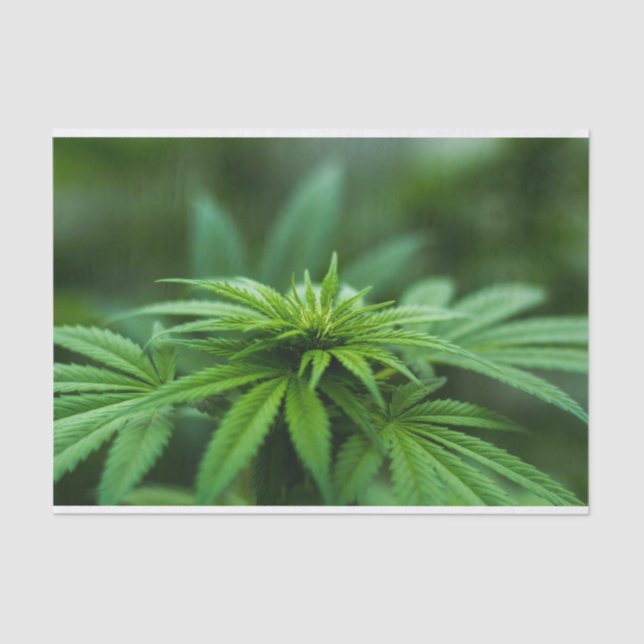 Schöne Weed Seidenpapier (Vorderseite)