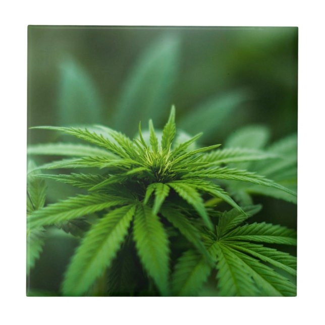 Schöne Weh-Pflanze Fliese (Vorderseite)