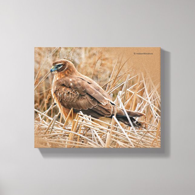 Schöne Weibliche Northern Harrier im Marsch Leinwanddruck (Vorderseite)