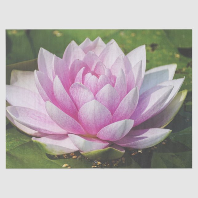 Schöne weich rosa Wasserlilie Seidenpapier (Vorderseite)