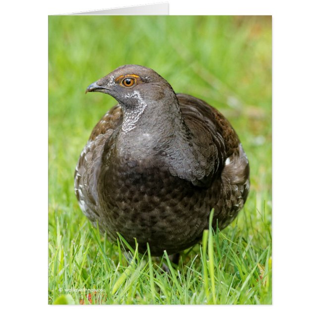 Schöne, weiche Grouse im Gras (Vorderseite)